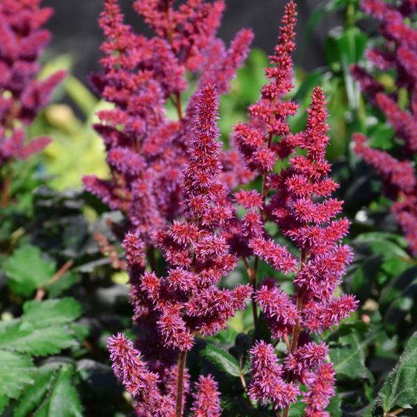Astilbe Visions In Red - 1c