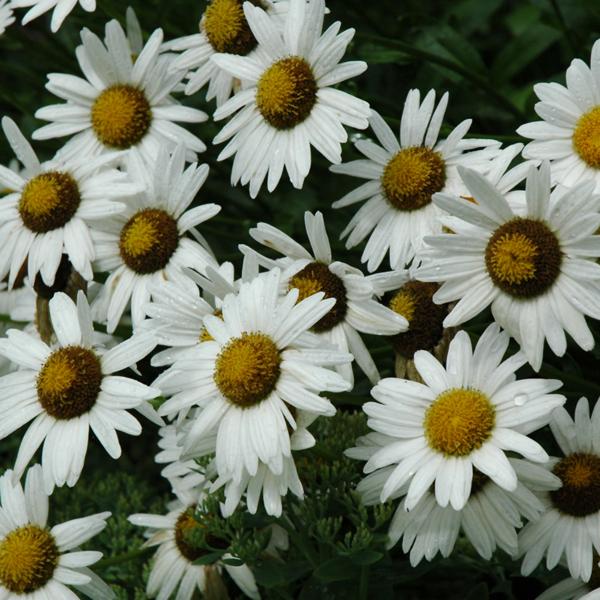 Leucanthemum Alaska - 1c