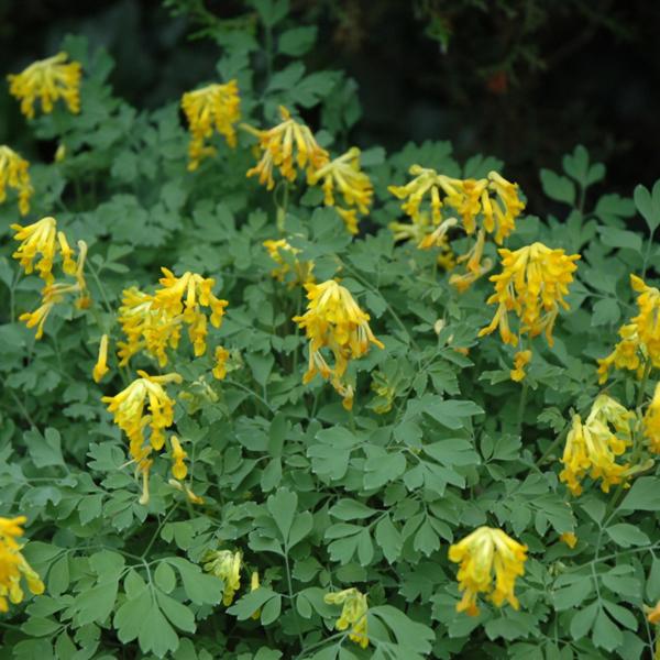Corydalis Lutea - 1c