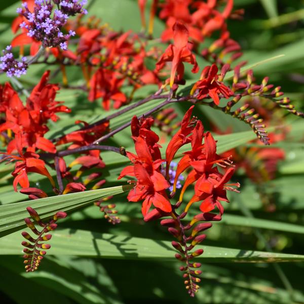 Crocosmia Lucifer - 1c