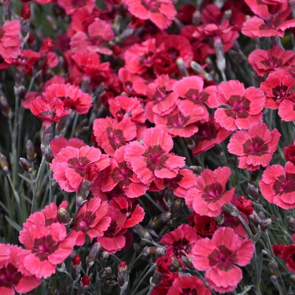 Dianthus Eastern Star - 1c