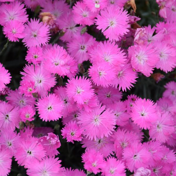 Dianthus Firewitch - 1c