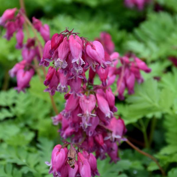 Dicentra Luxuriant - 1c