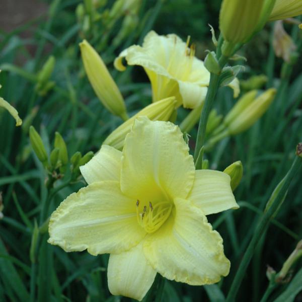 Hemerocallis Happy Returns - 1c