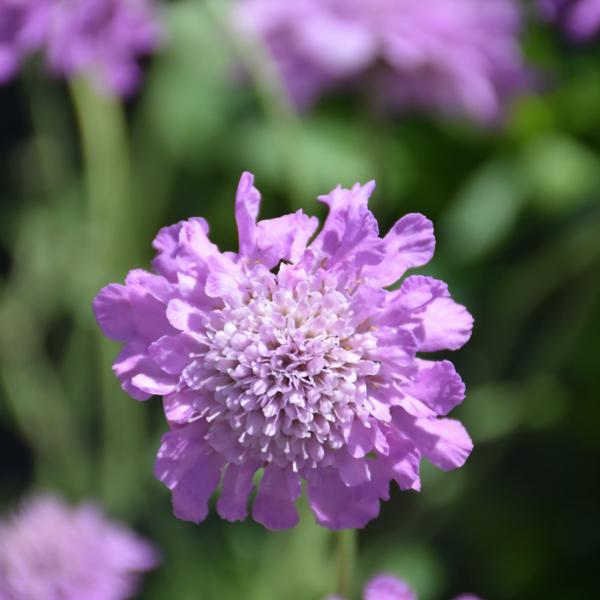 Scabiosa Pink Mist - 1c