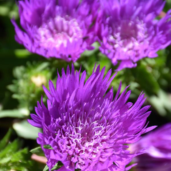 Stokesia Honeysong Purple - 1c