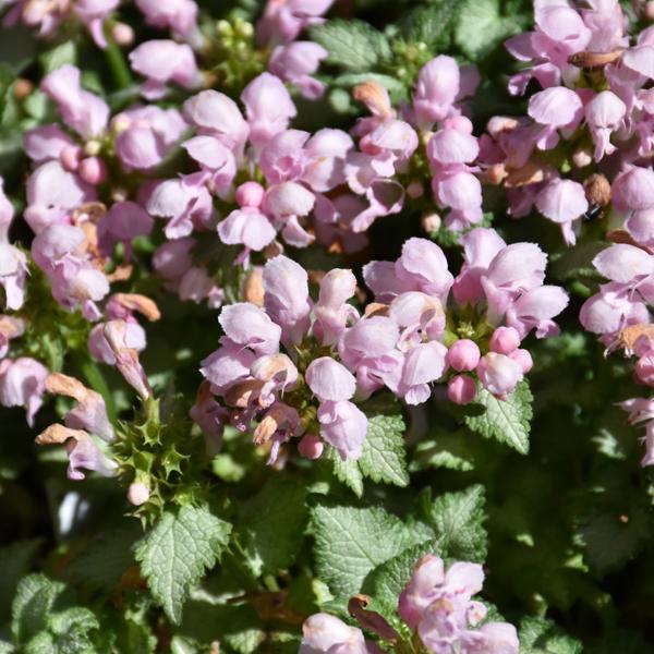 Lamium Pink Pewter - 1c