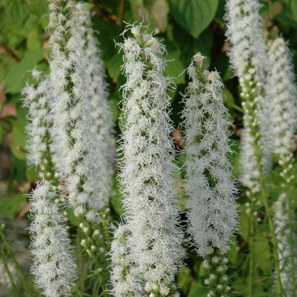 Liatris Floristan White - 1c