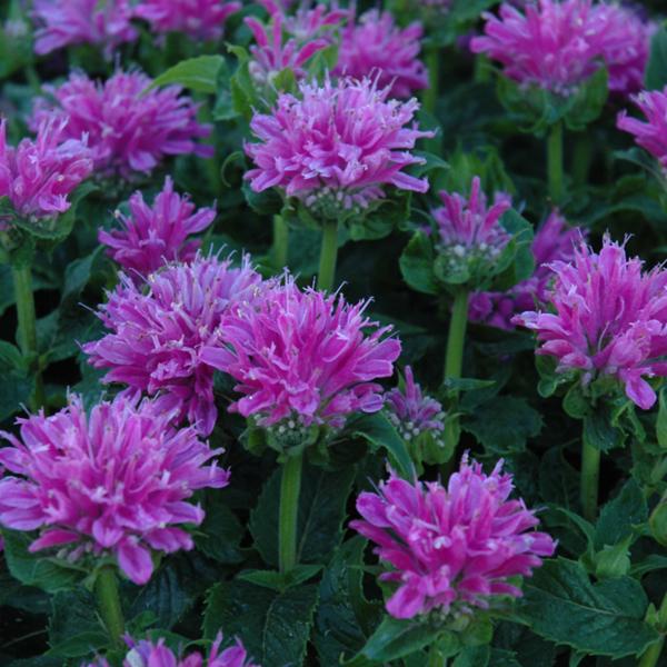 Monarda Petite Delight - 1c