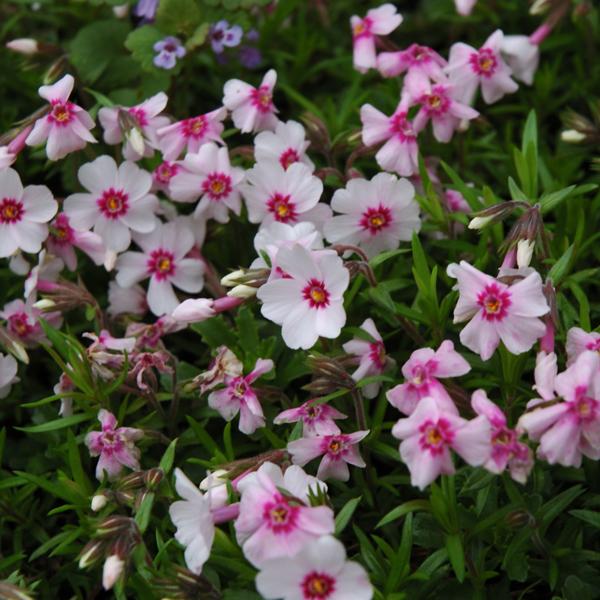 Phlox Laura - 1c