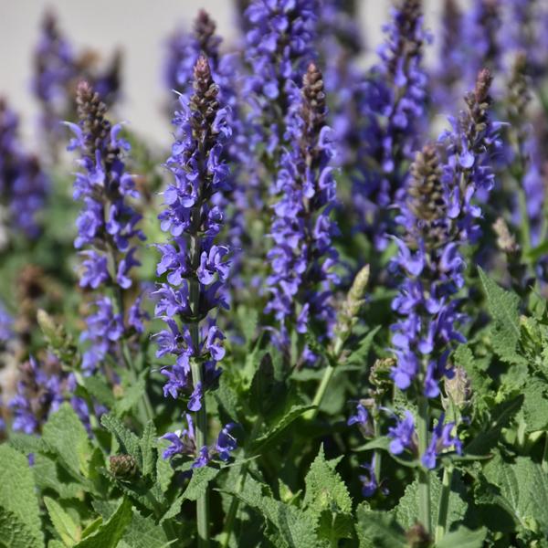 Salvia Blue Hill - 1c