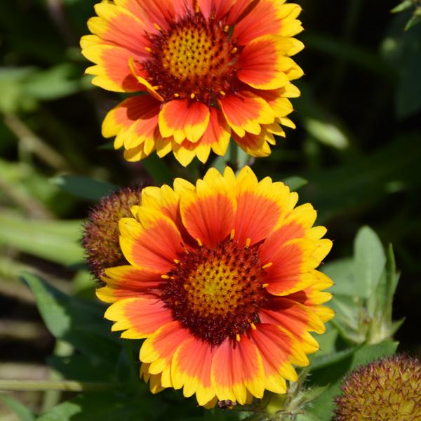 Gaillardia Arizona Sun - 1c