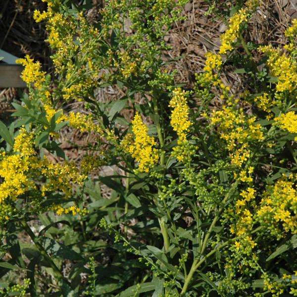 Solidago Solar Cascade - 1c