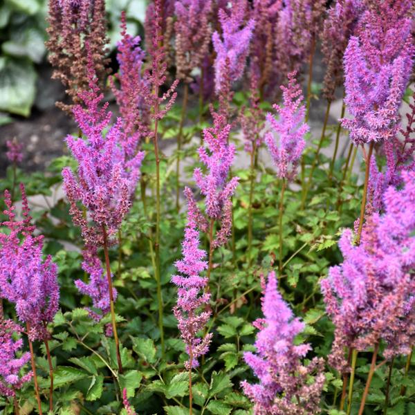 Astilbe Purple Candles - 1c