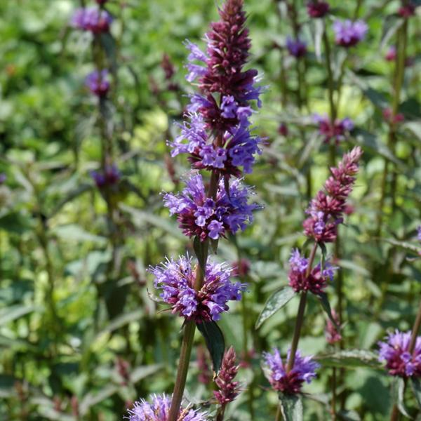 Agastache Purple Haze - 1c