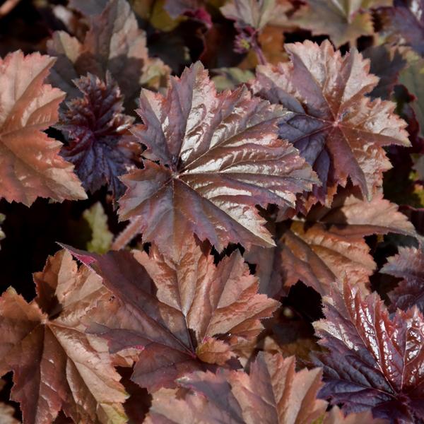 Heuchera Bronze Wave - 1c