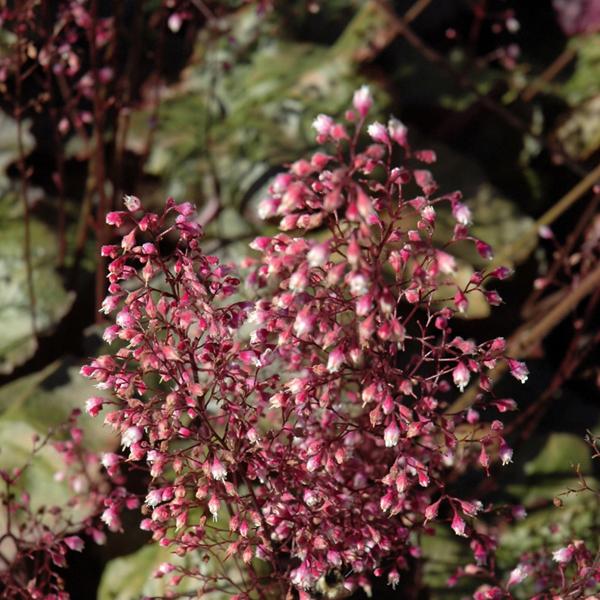 Heuchera Frosted Violet - 1c