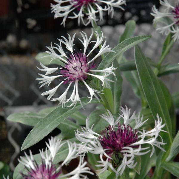 Centaurea Amethyst In Snow - 1c