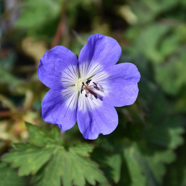 Geranium Azure Rush - 1c