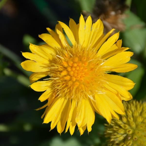 Gaillardia Mesa Yellow - 1c