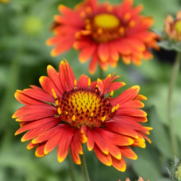 Gaillardia Arizona Red Shade - 1c