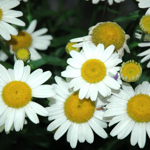 Leucanthemum White Mountain - 1c