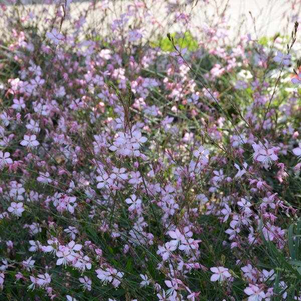 Gaura Strato Pink Picotee Proven Winners® - 1c