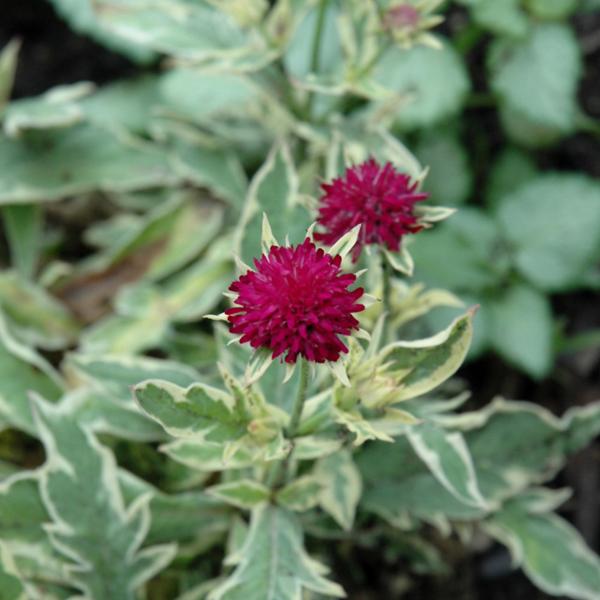 Knautia Thunder And Lightning - 1c