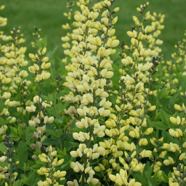 Baptisia Lemon Meringue Proven Winners® - 1c