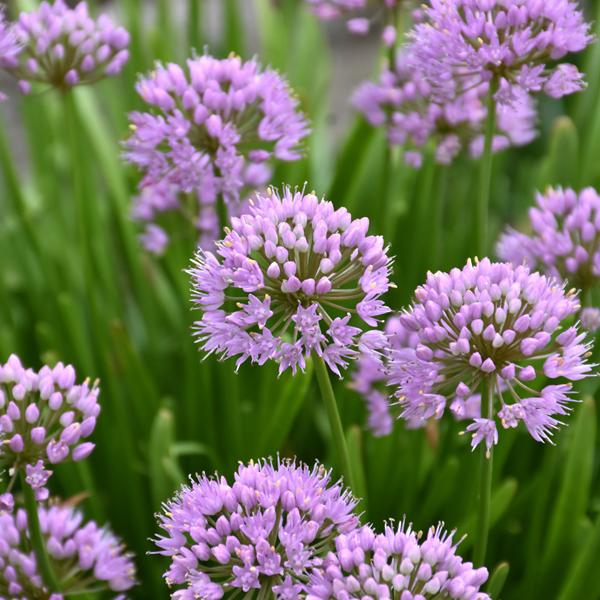 Allium Summmer Beauty - 1c