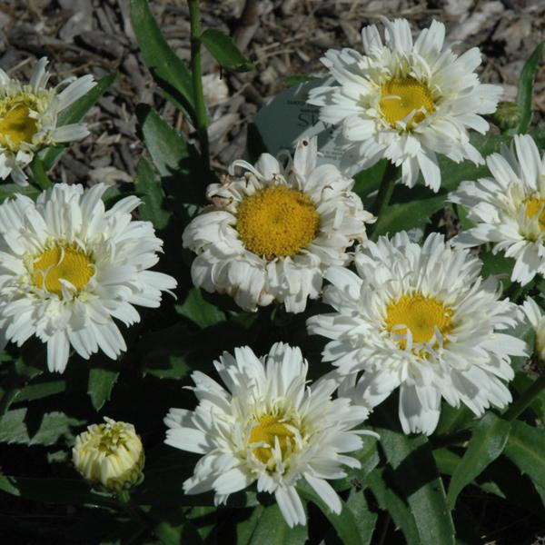 Leucanthemum Freak - 1c