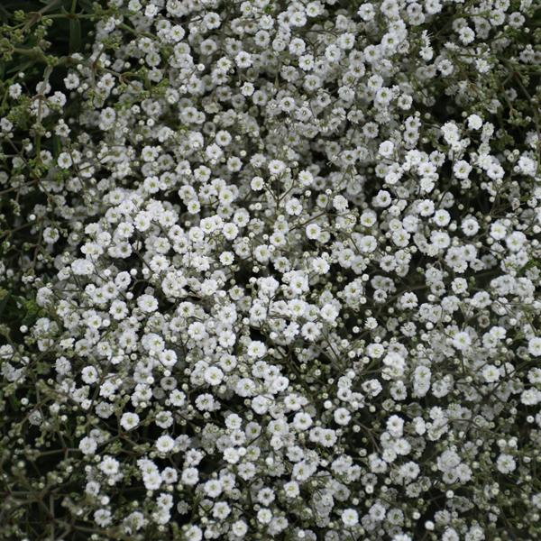 Gypsophila Summer Sparkles - 1c