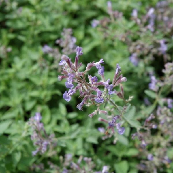 Nepeta Junior Walker - 1c