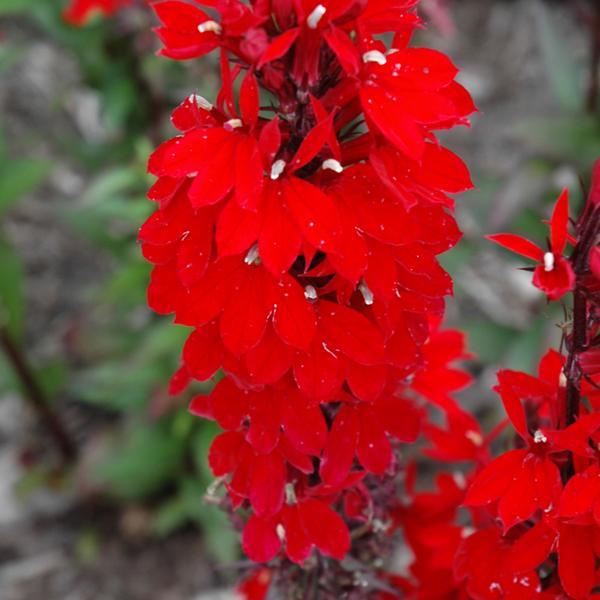 Lobelia Vulcan Red - 1c