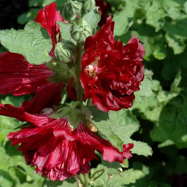 Alcea Spring Crimson - 1c