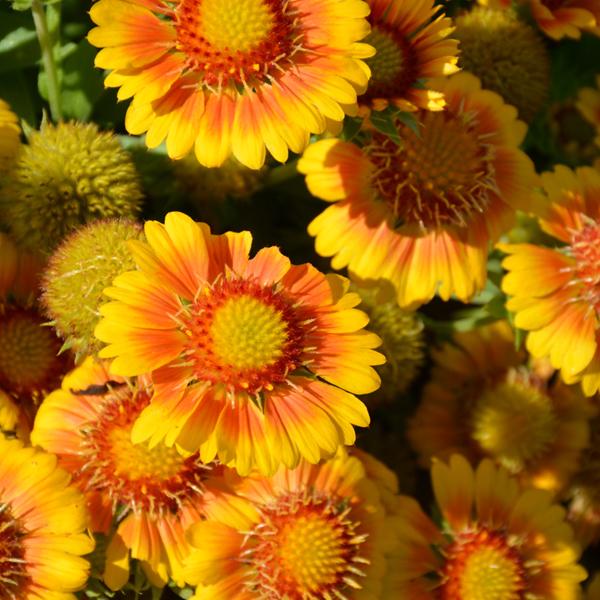 Gaillardia Arizona Apricot - 1c