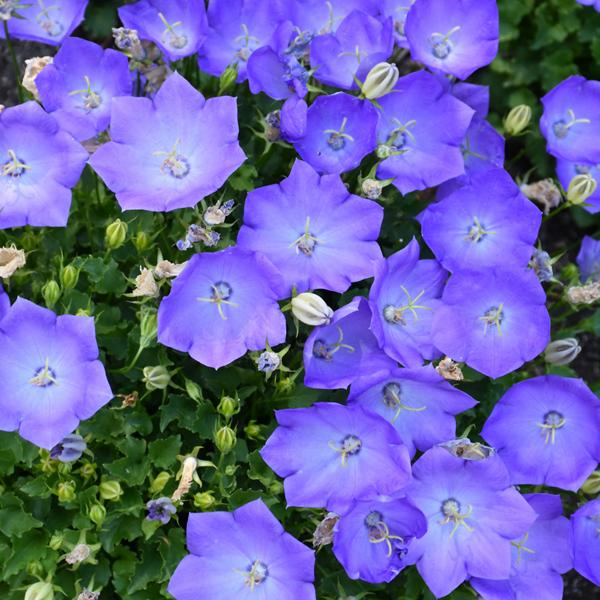 Campanula Rapido Blue - 1c