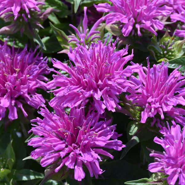 Monarda Balmy Lilac - 1c