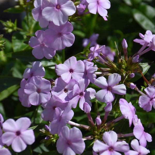 Phlox Open Act Blush Proven Winners® - 1c