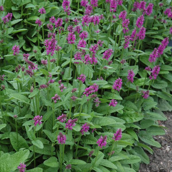 Stachys Hummelo - 1c