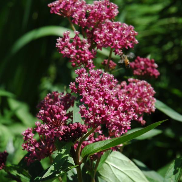 Asclepias Incarnata - 1q