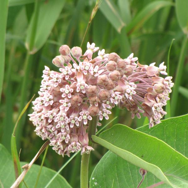 Asclepias Syriaca - 1q