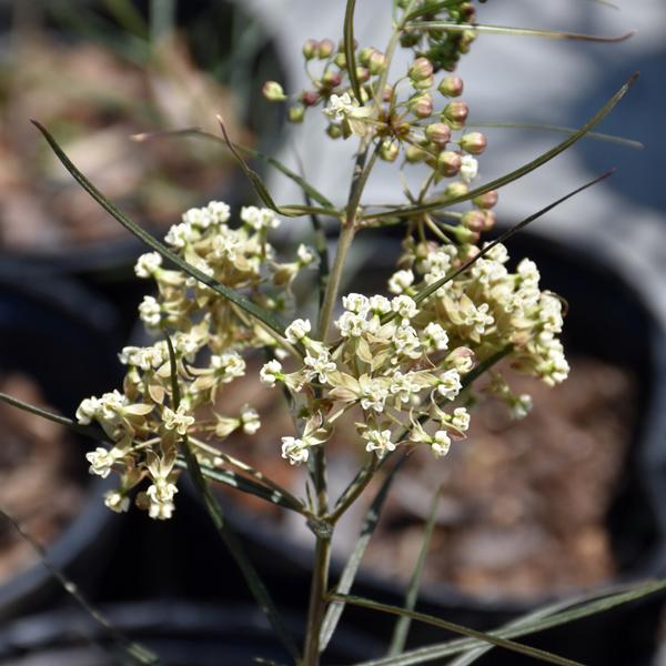 Asclepias Verticillata - 1q