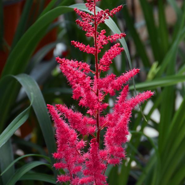 Astilbe Mighty Choc Cherry - 1c