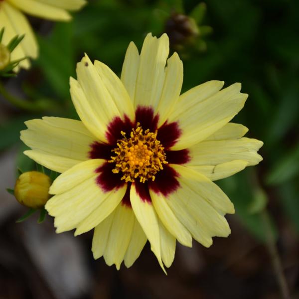 Coreopsis Uptick Cream Red - 1c