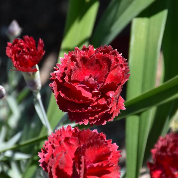 Dianthus Electric Red - 1c