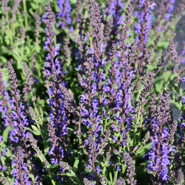 Salvia Spring King - 1c