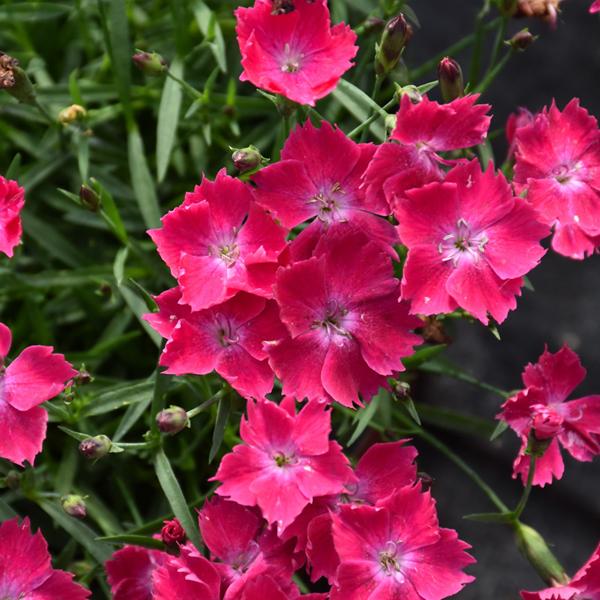 Dianthus Kahori Scarlet - 1c