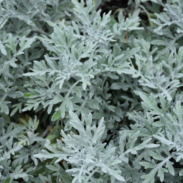 Artemisia Silver Bullet Proven Winners® - 1c