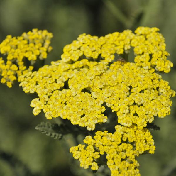 Achillea Sassy Summer Lemon - 1c